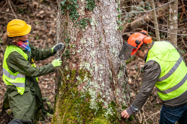 Best Fruit Tree Pruning  in El Cerrito, CA