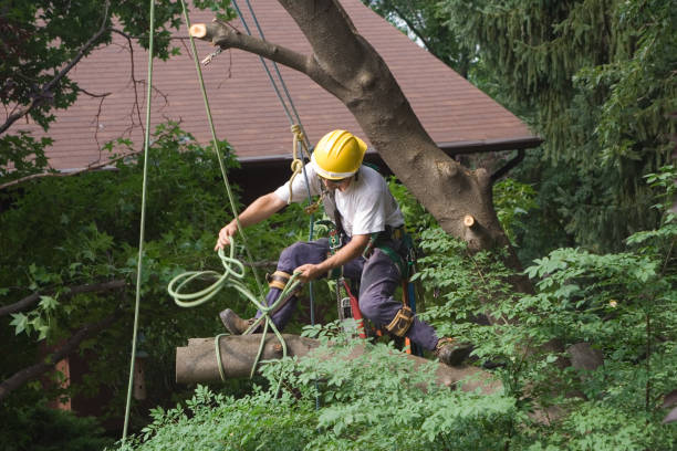 Best Palm Tree Trimming  in El Cerrito, CA