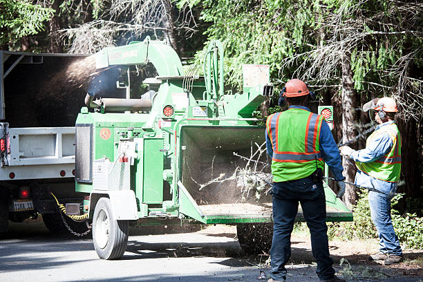 Best Lawn Watering Services  in El Cerrito, CA